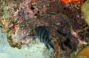 Abudefduf sexfasciatus Sergent major ponte-Praslin Rocher St Pierre-6m-20190611-Denis-ADER-DSC_9173_tn